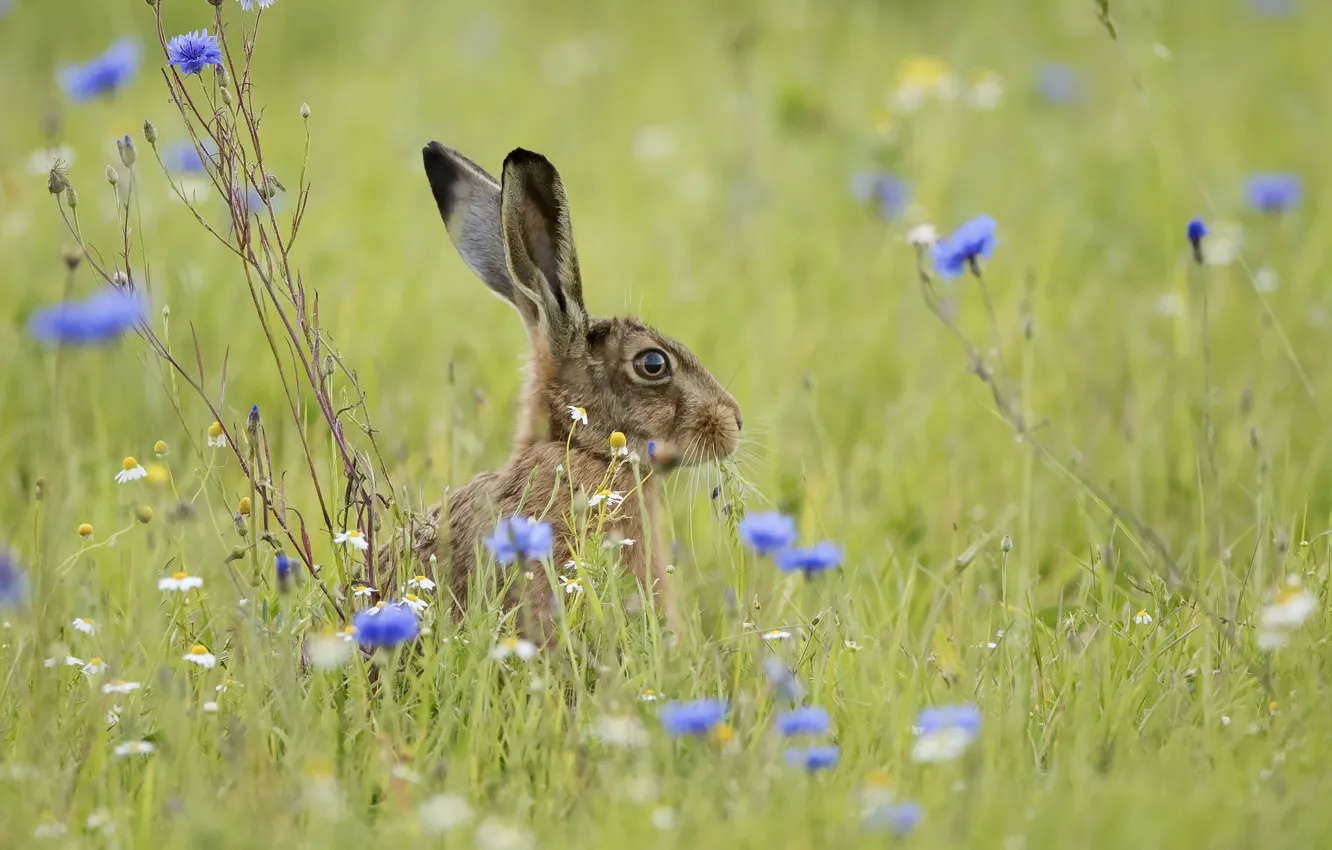 Photo wallpaper field, summer, hare
