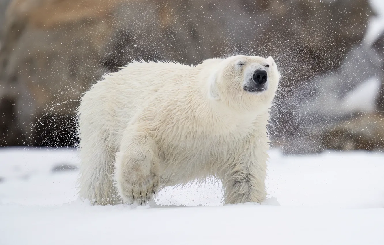 Photo wallpaper winter, face, snow, nature, pose, paws, the snow, polar bear