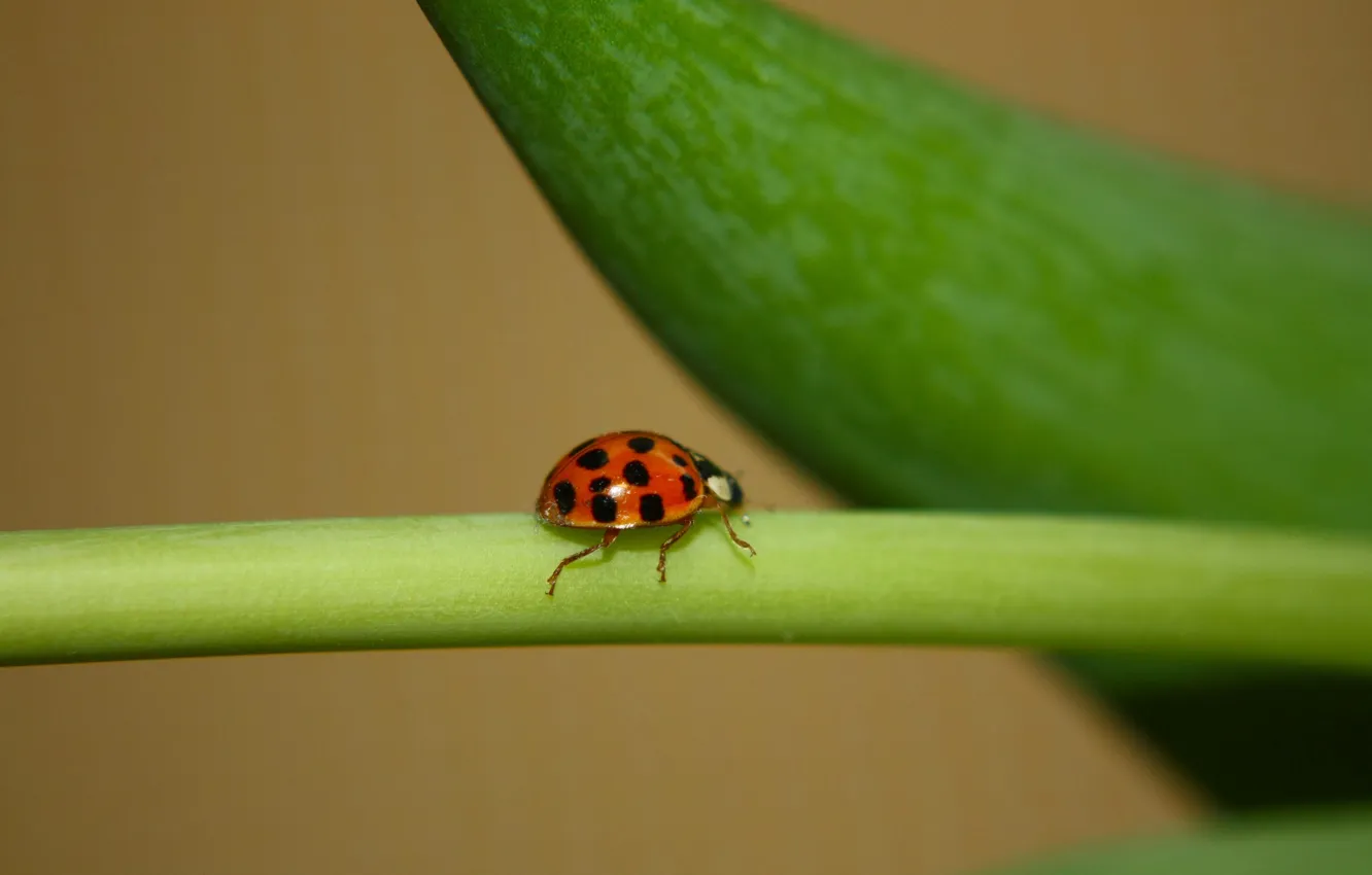 Photo wallpaper macro, nature, ladybug, tulips