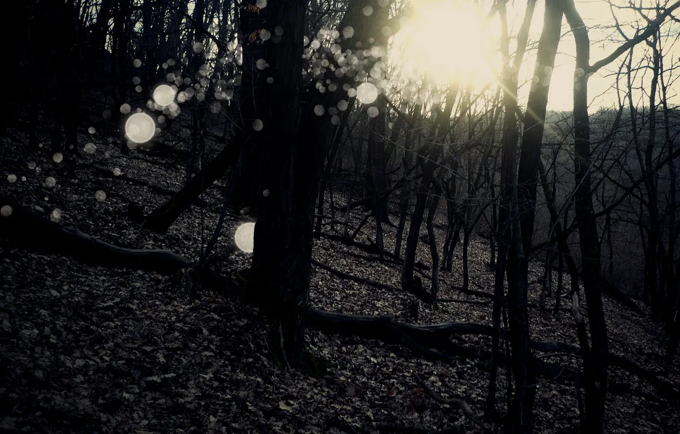 Photo wallpaper autumn, forest, trees, nature, photo, autumn Wallpaper