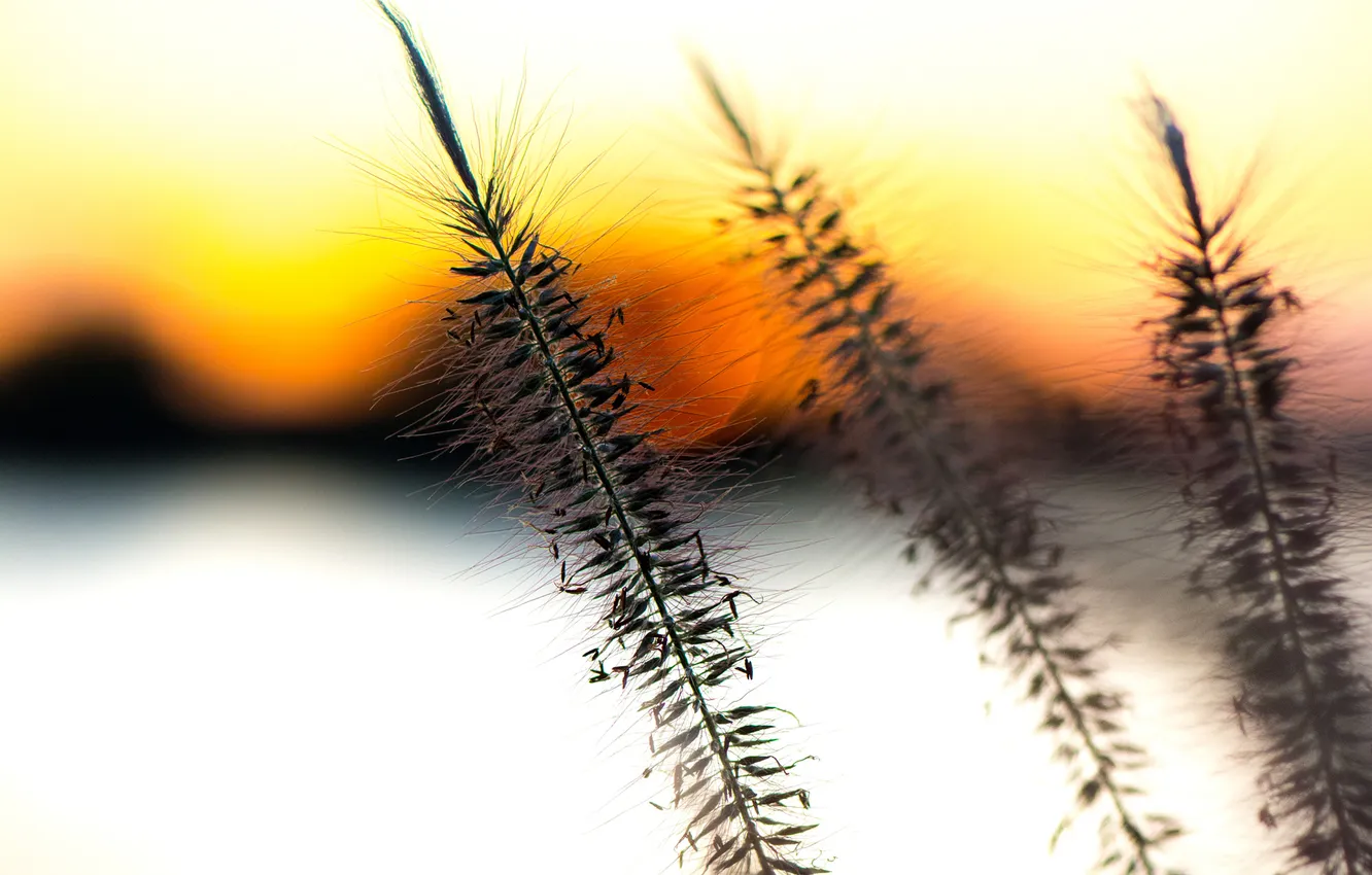 Photo wallpaper grass, sunset, nature, plant