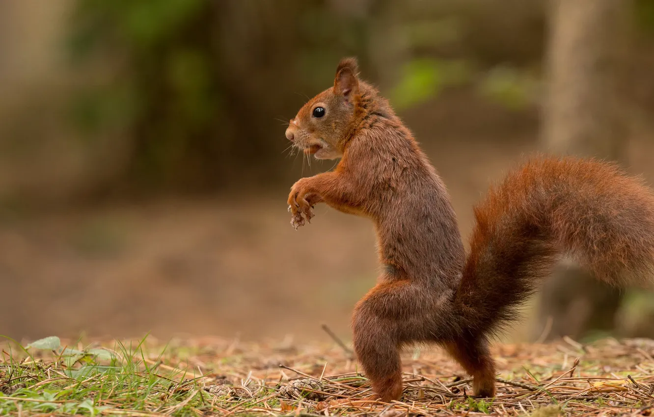 Photo wallpaper protein, red, stand, sneaks, bokeh