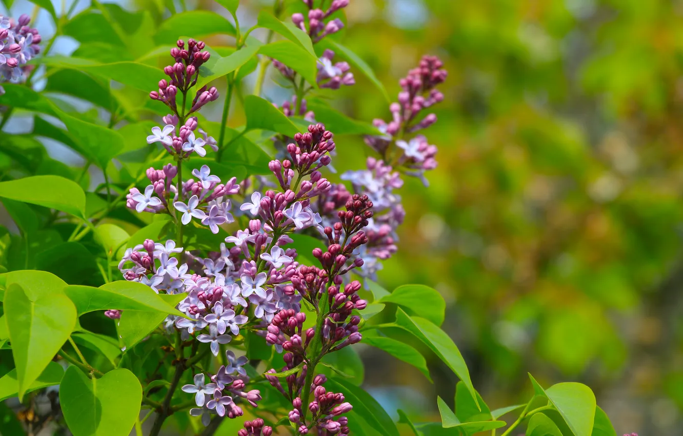 Photo wallpaper flower, spring, lilac, twig