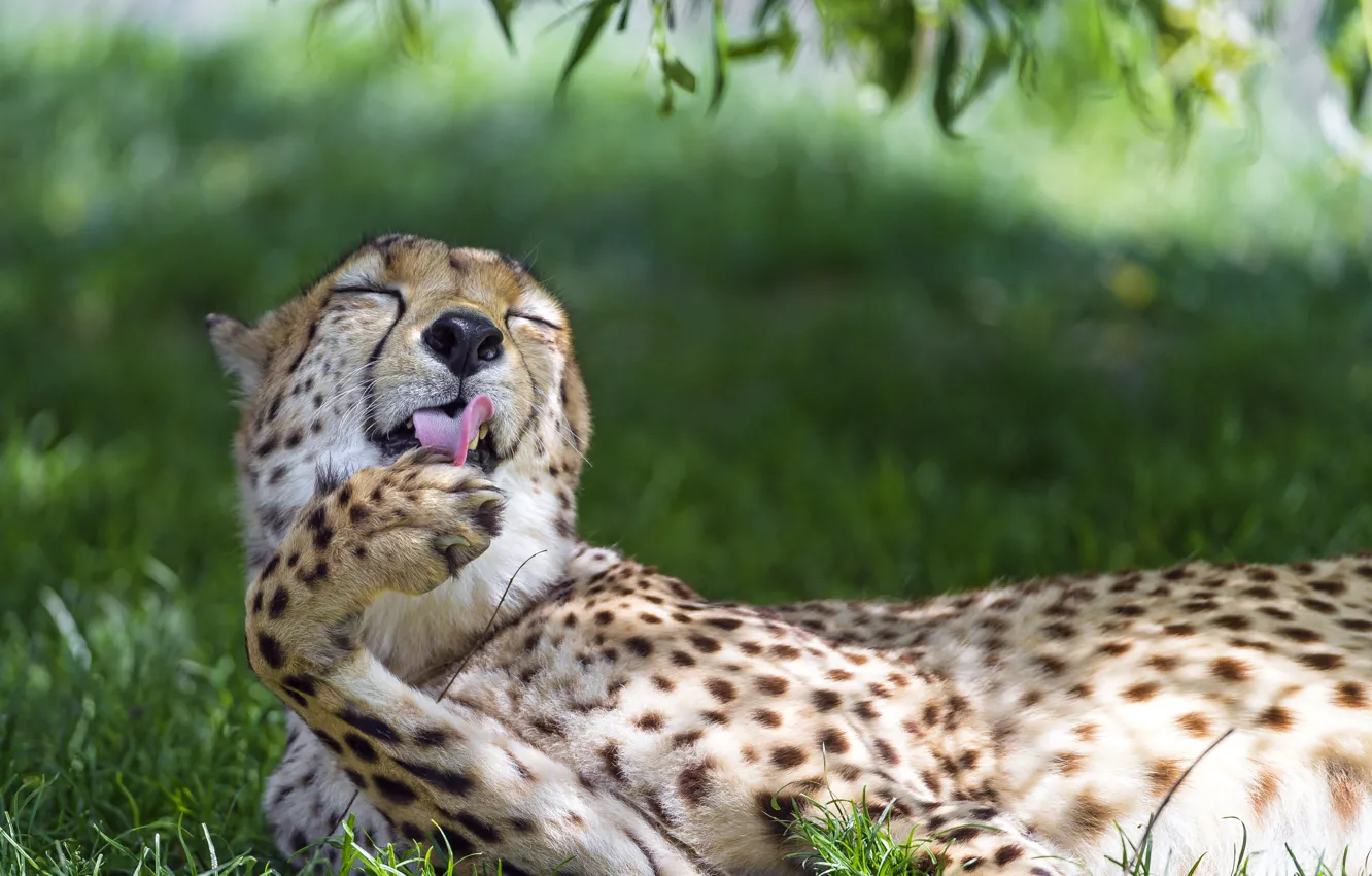 Photo wallpaper cat, grass, Cheetah, washing, ©Tambako The Jaguar