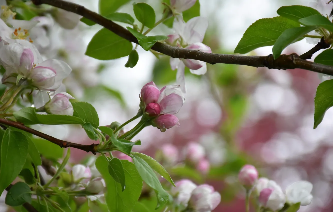Photo wallpaper tree, spring, Apple