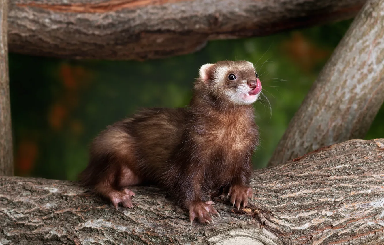 Photo wallpaper language, look, trees, pose, legs, face, animal, ferret