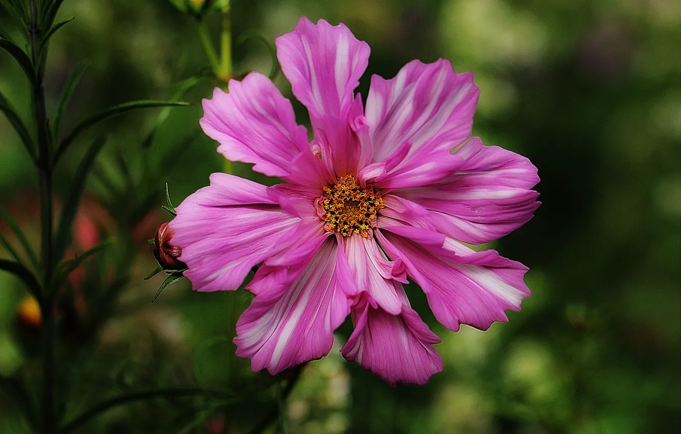Photo wallpaper macro, petals, kosmeya, Kosmeya, Terry