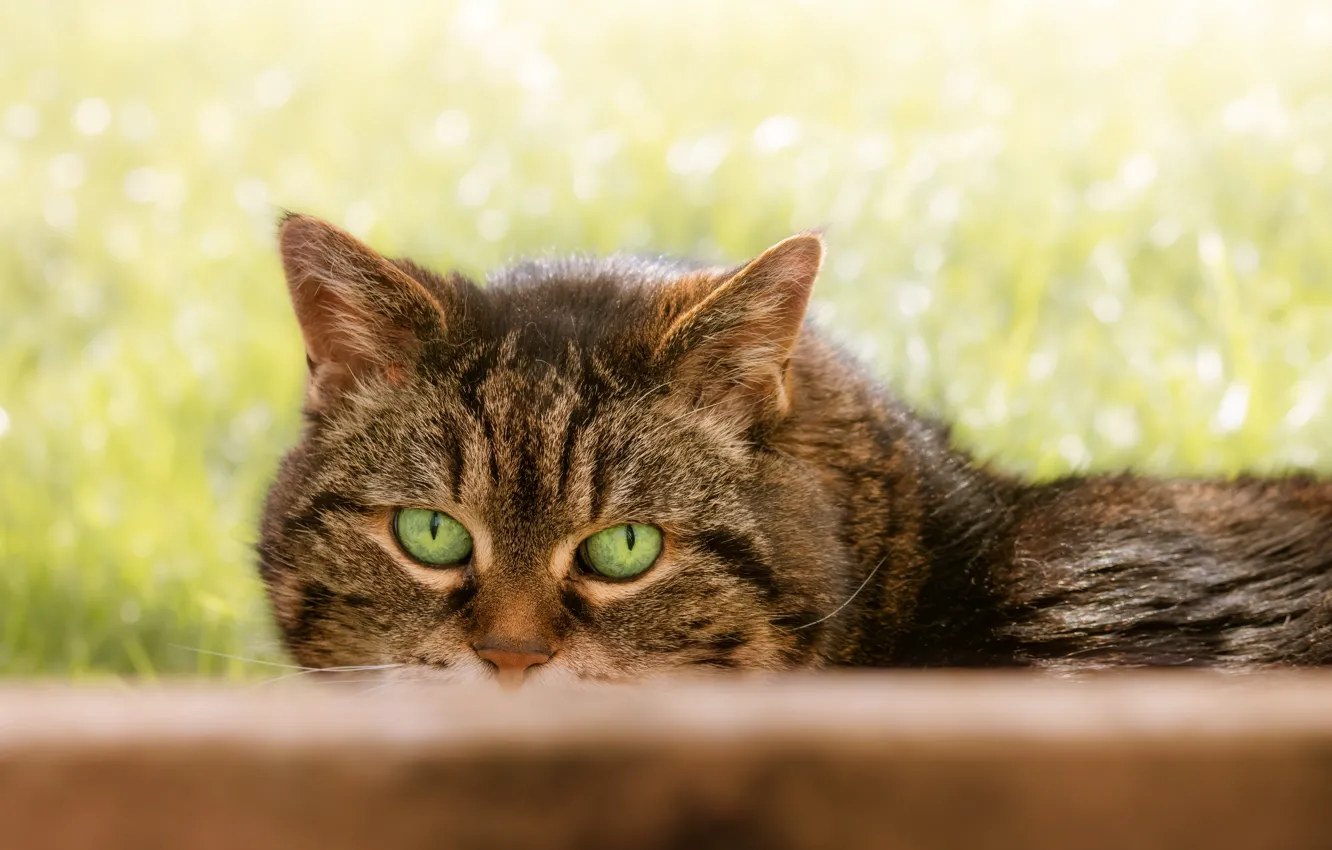 Photo wallpaper cat, cat, look, face, pose, grey, the fence, striped