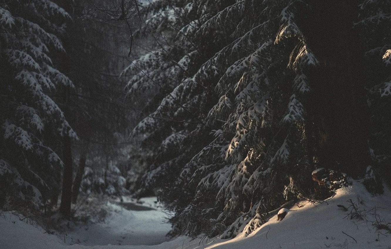 Photo wallpaper winter, forest, snow, trees, nature