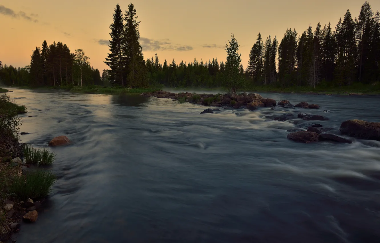 Photo wallpaper forest, summer, river, for