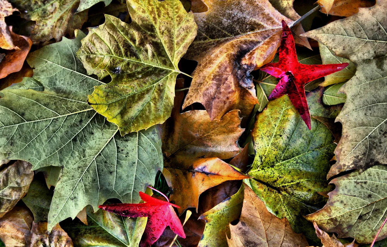 Photo wallpaper autumn, leaves, macro, nature, color