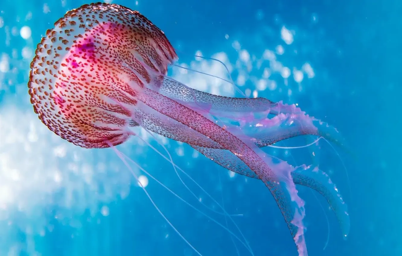 Photo wallpaper water, the ocean, blue, jellyfish