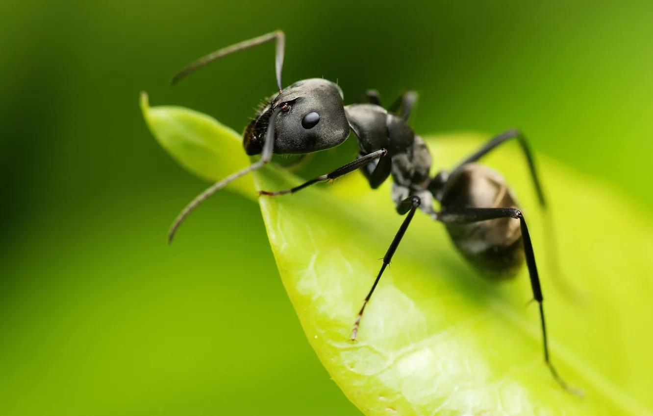 Photo wallpaper sheet, ant, green background