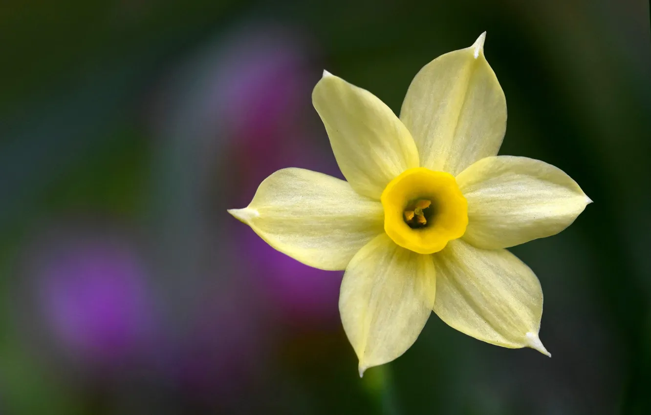 Photo wallpaper macro, yellow, background, petals, Narcissus