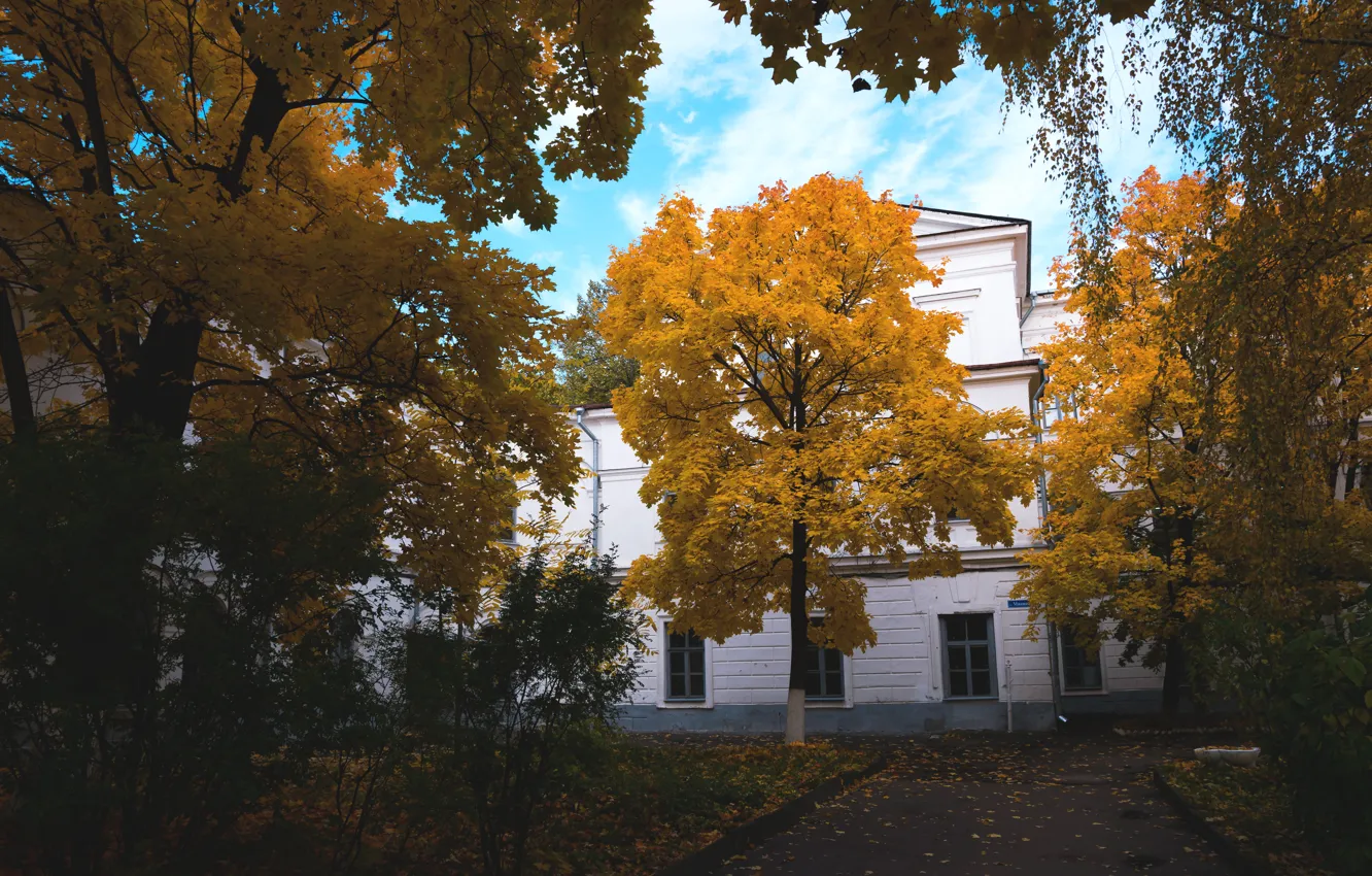 Photo wallpaper autumn, trees, yellow