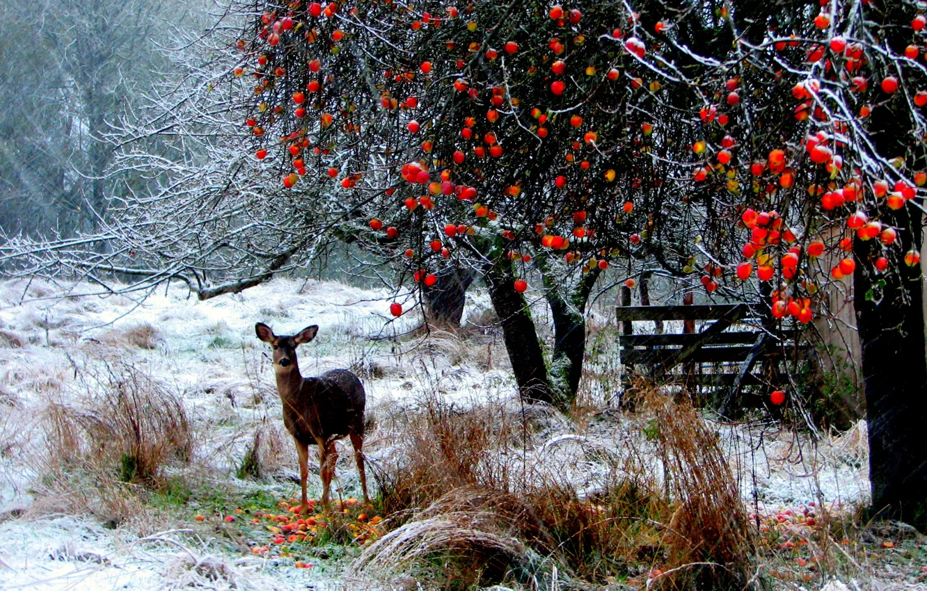 Photo wallpaper forest, grass, snow, trees, nature, apples, deer, long branches