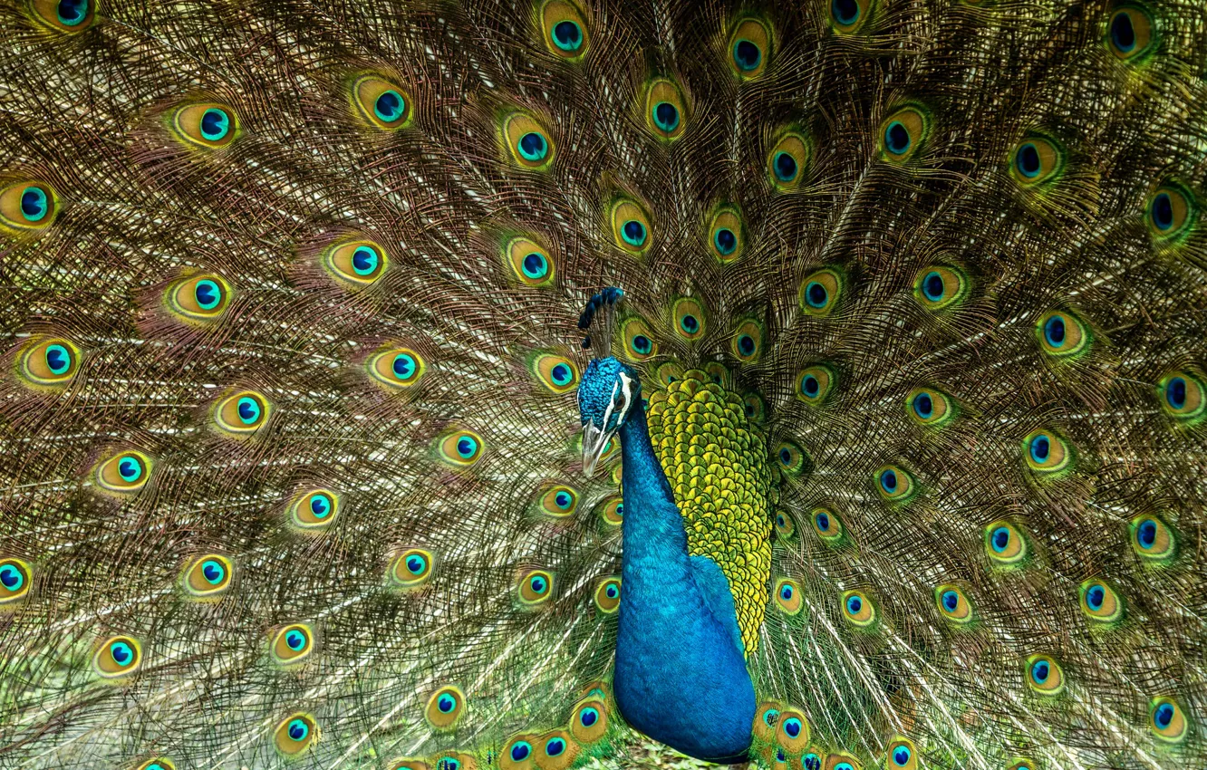Photo wallpaper bird, feathers, fan, tail, peacock, handsome