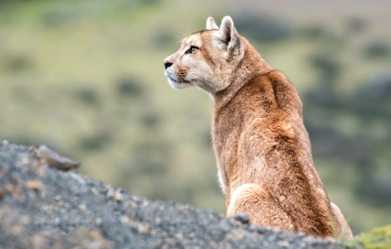 Photo wallpaper look, profile, Puma, wildlife