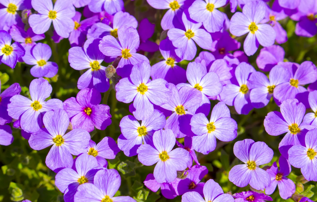 Photo wallpaper bright, spring, pink, flowers
