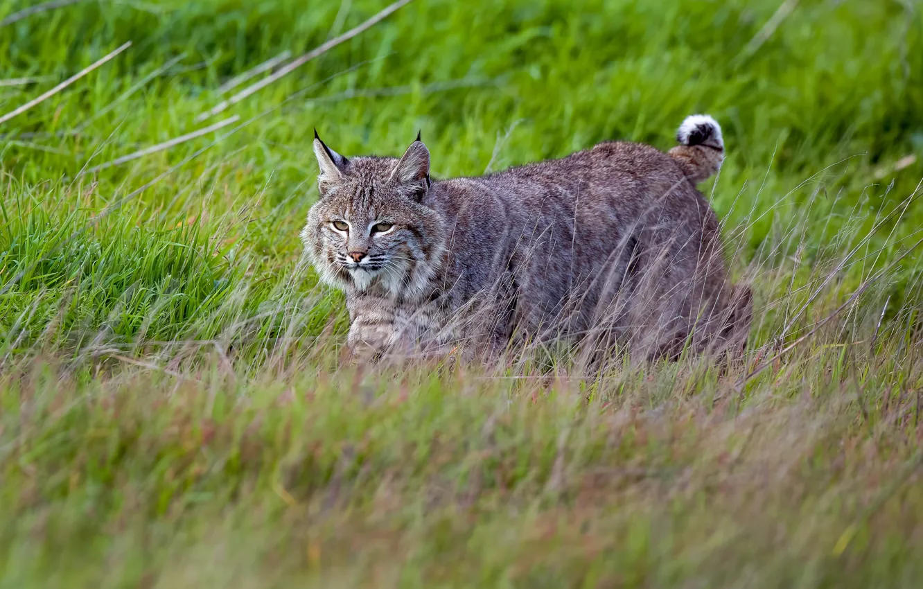 Photo wallpaper field, grass, look, face, nature, walk, lynx, wild cat