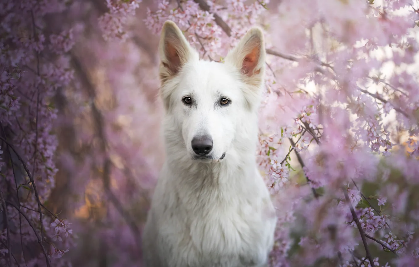Wallpaper look, flowers, branches, nature, pose, portrait, dog, spring ...