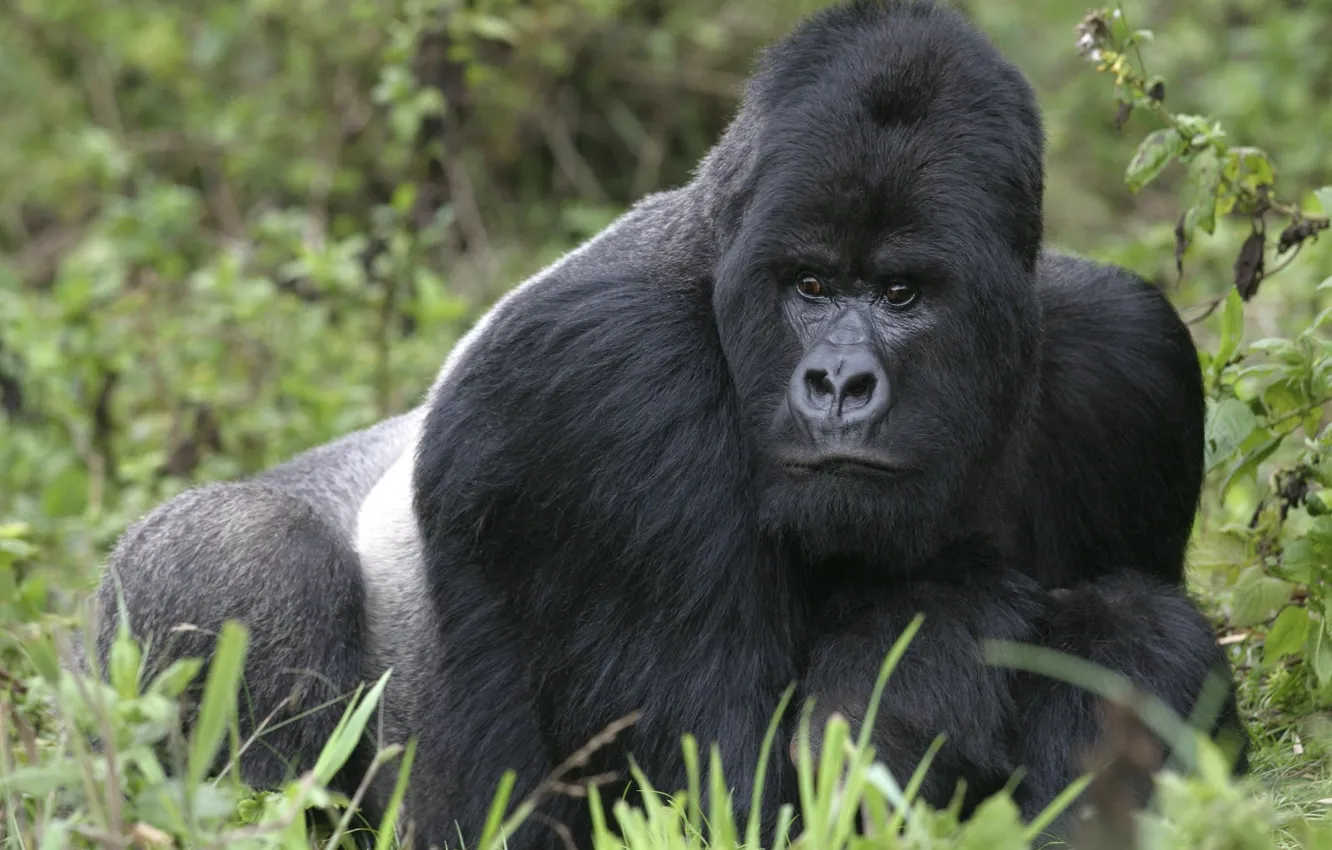 Photo wallpaper grass, gorilla, walk, male