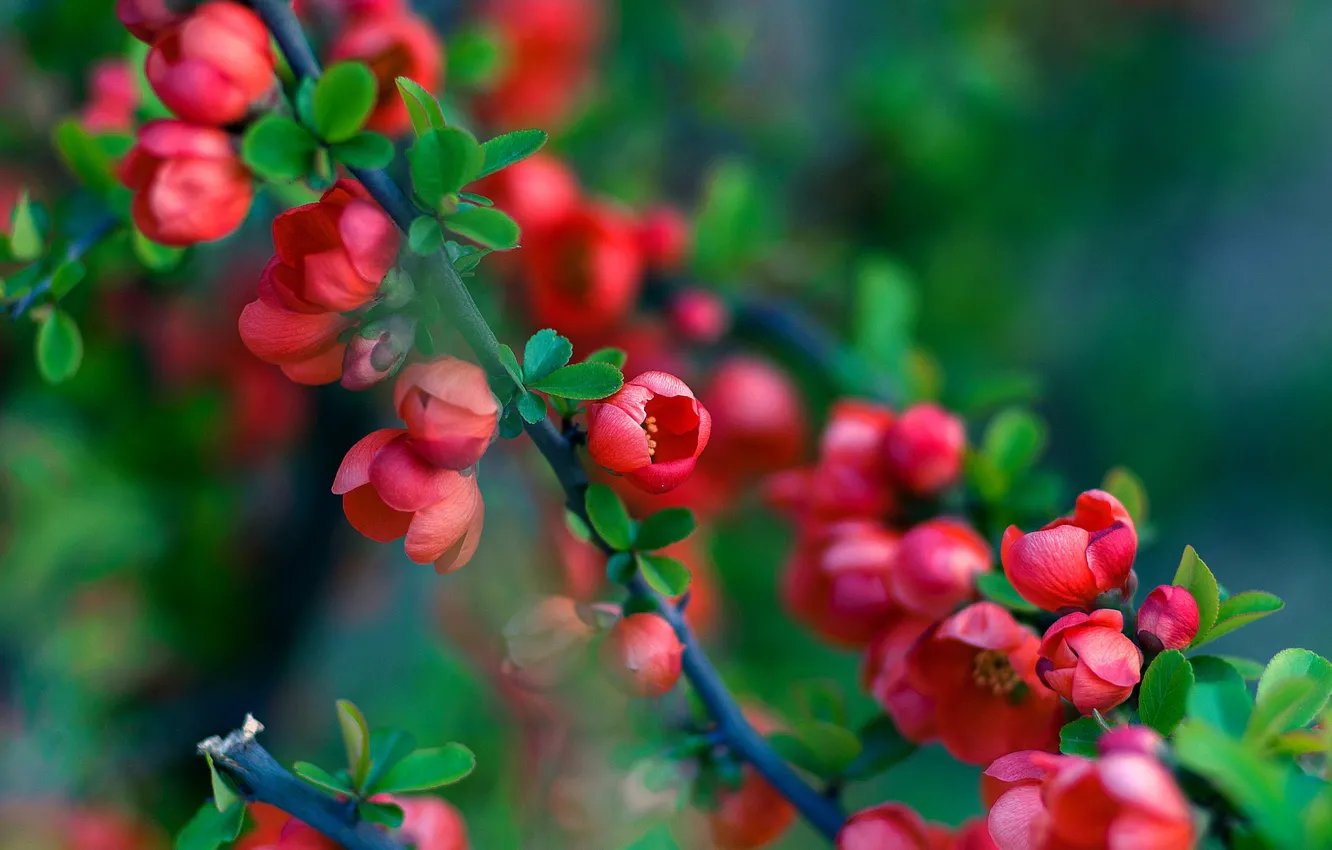 Photo wallpaper blur, flowering in the spring, branch of a quince