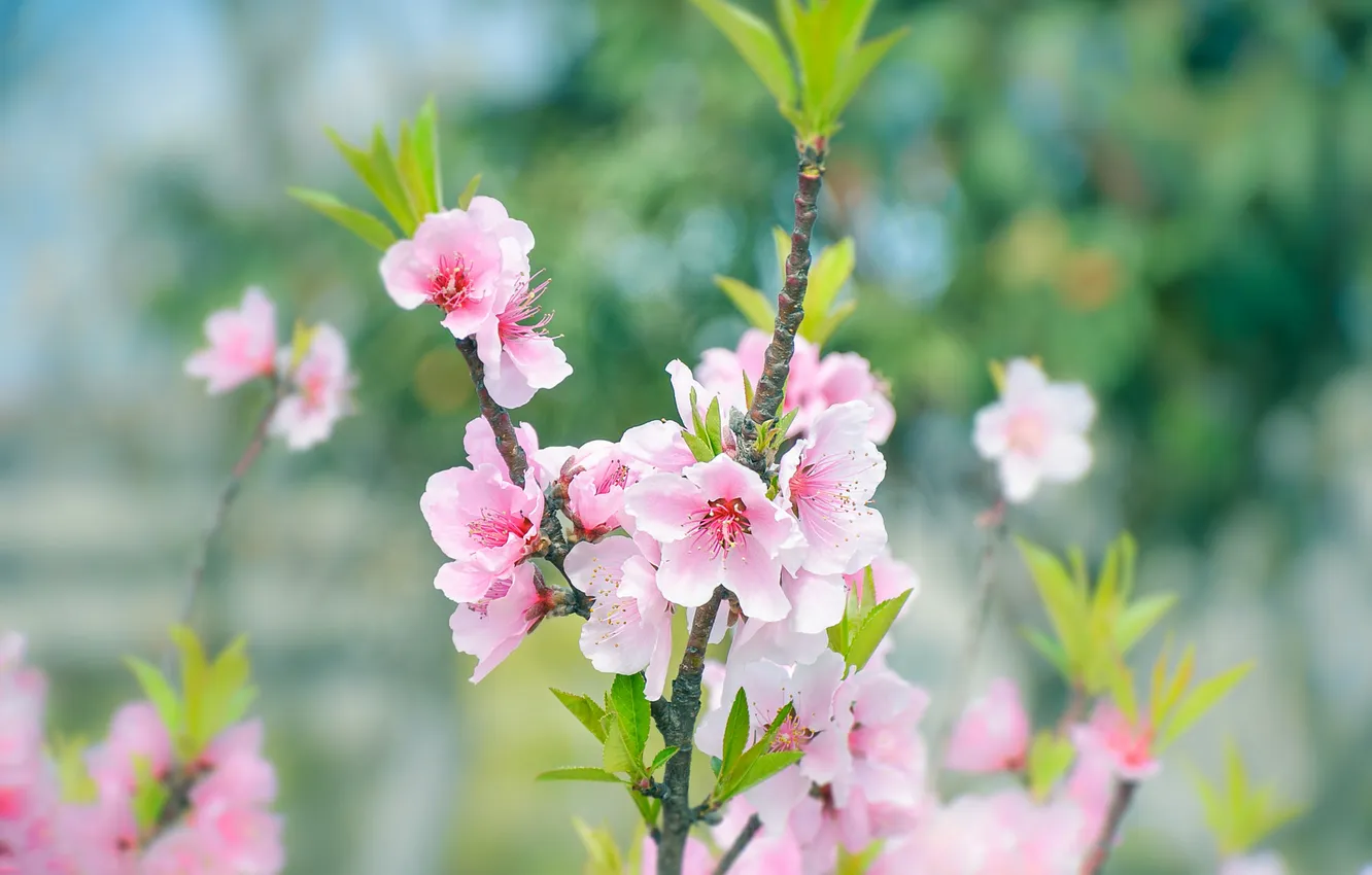 Photo wallpaper leaves, flowers, branches, cherry, spring, garden, Sakura, gentle