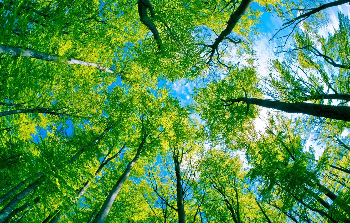 Photo wallpaper forest, the sky, trees, everyday bottom, Under the trees, green Kingdom