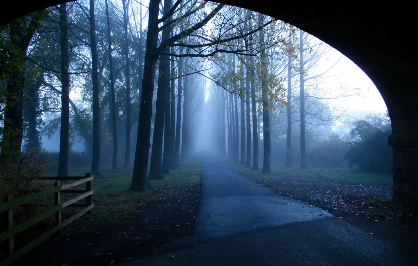 Photo wallpaper road, trees, landscape, fog, morning