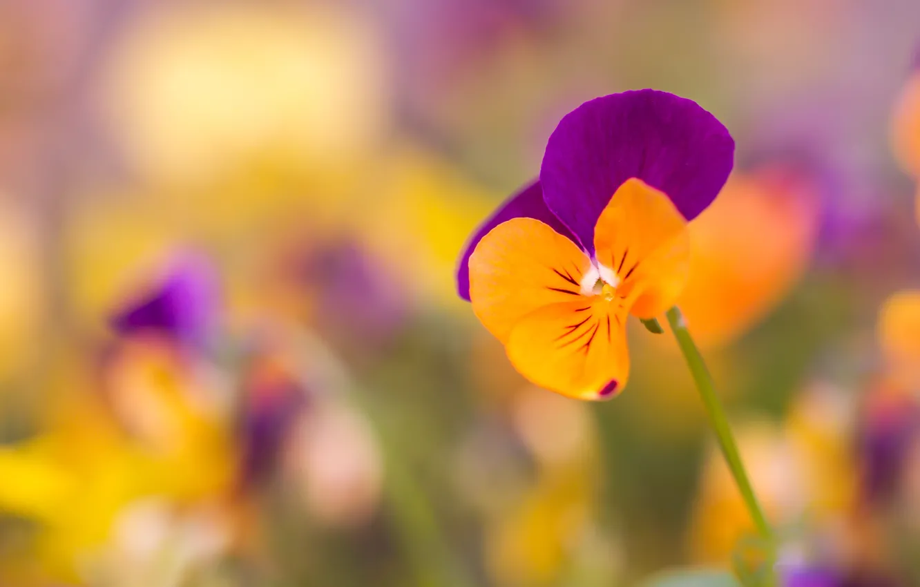 Photo wallpaper macro, Pansy, bokeh, viola
