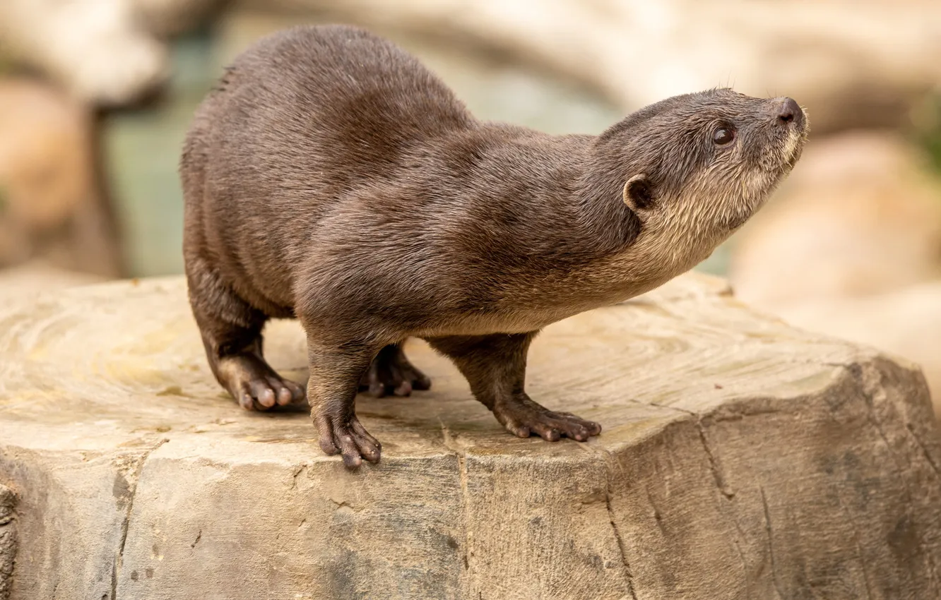 Photo wallpaper look, pose, stump, otter, river otter