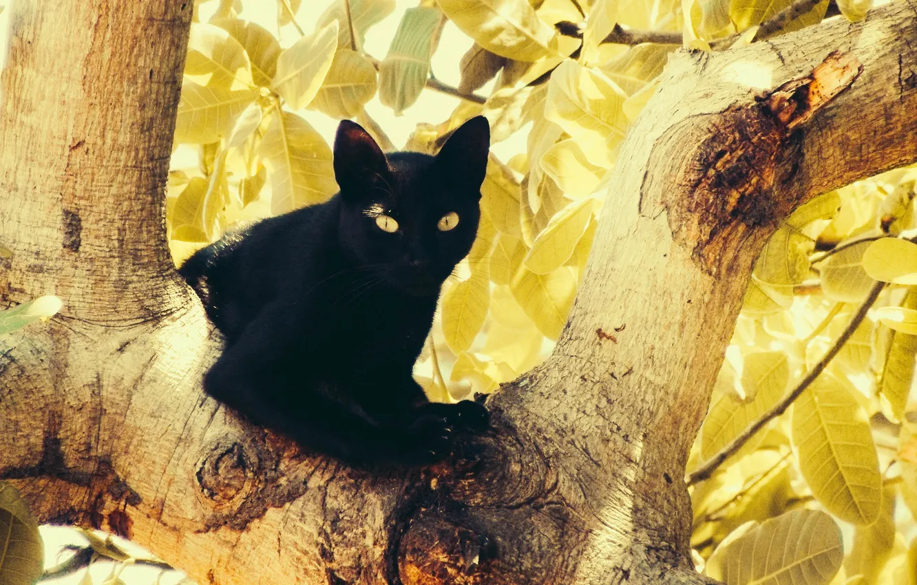 Photo wallpaper eyes, cat, leaves, tree