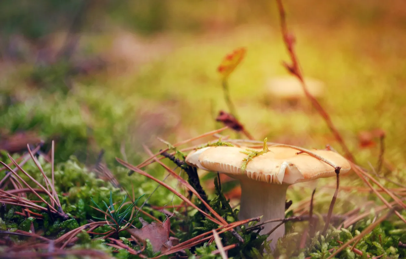 Photo wallpaper autumn, leaves, macro, needles, mushrooms
