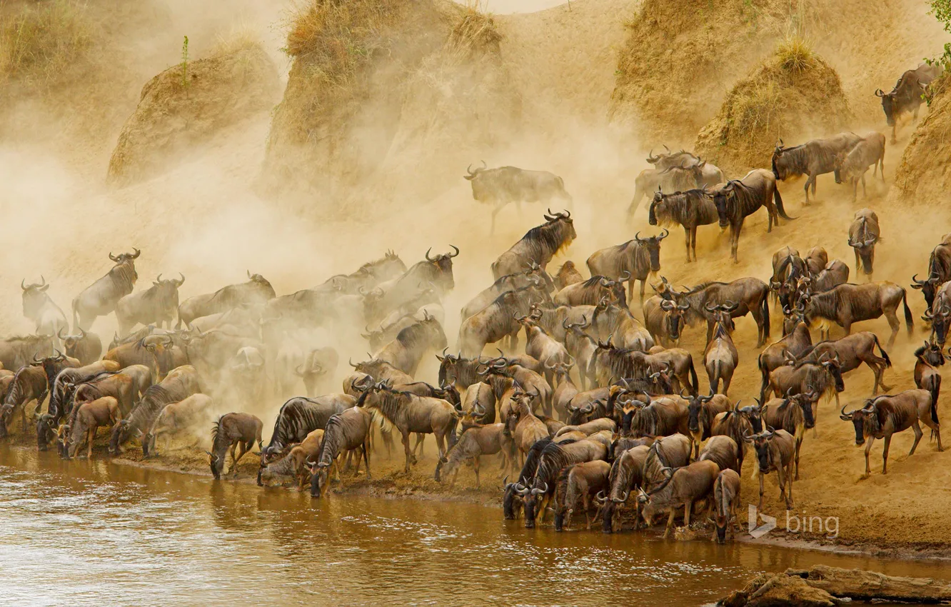 Photo wallpaper river, Africa, Kenya, antelope, GNU, Masai Mara, Masai Mara National Reserve