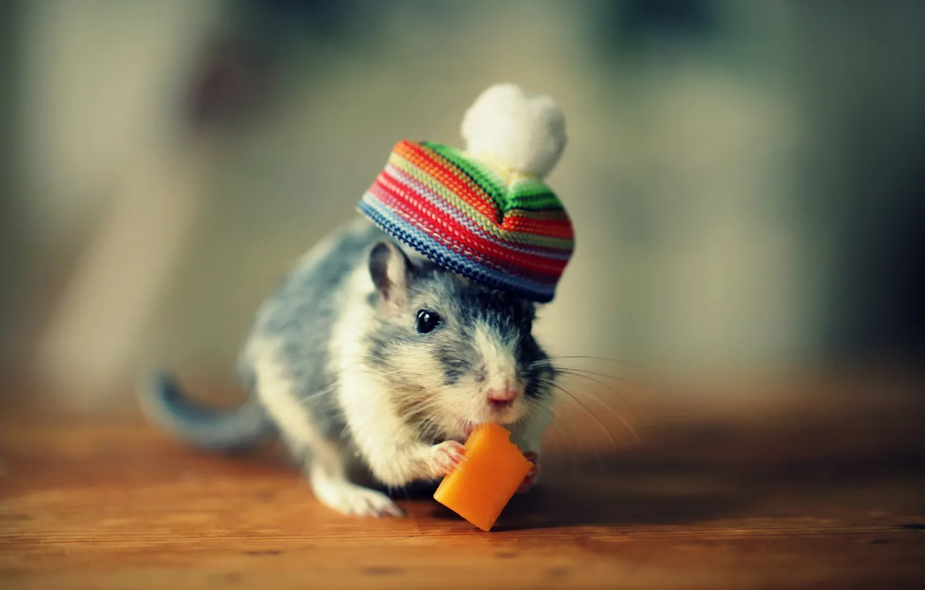 Photo wallpaper mouse, cheese, hat