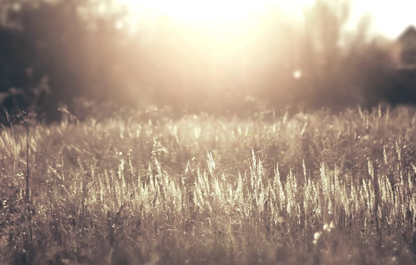 Photo wallpaper field, grass, the sun, macro, nature, fog, photo