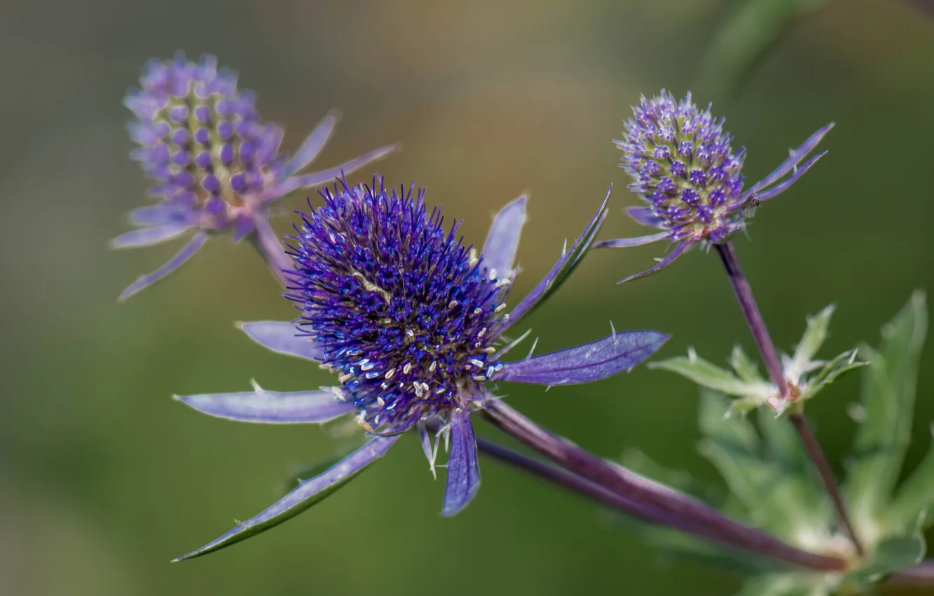 Photo wallpaper flower, leaves, nature, plant