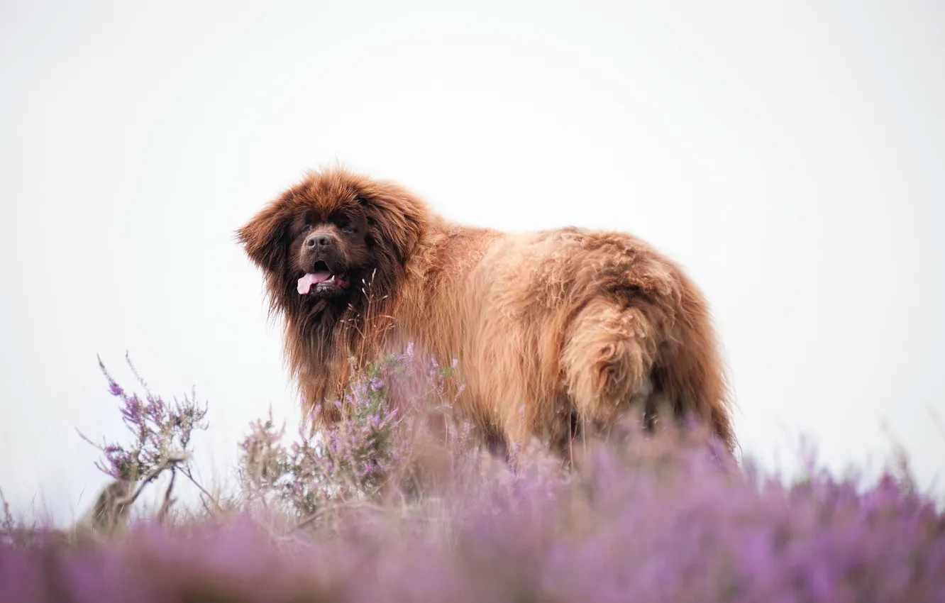 Photo wallpaper look, each, dog