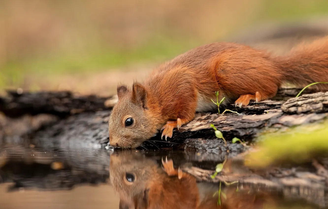 Photo wallpaper water, pose, thirst, protein, red, log, drink, pond