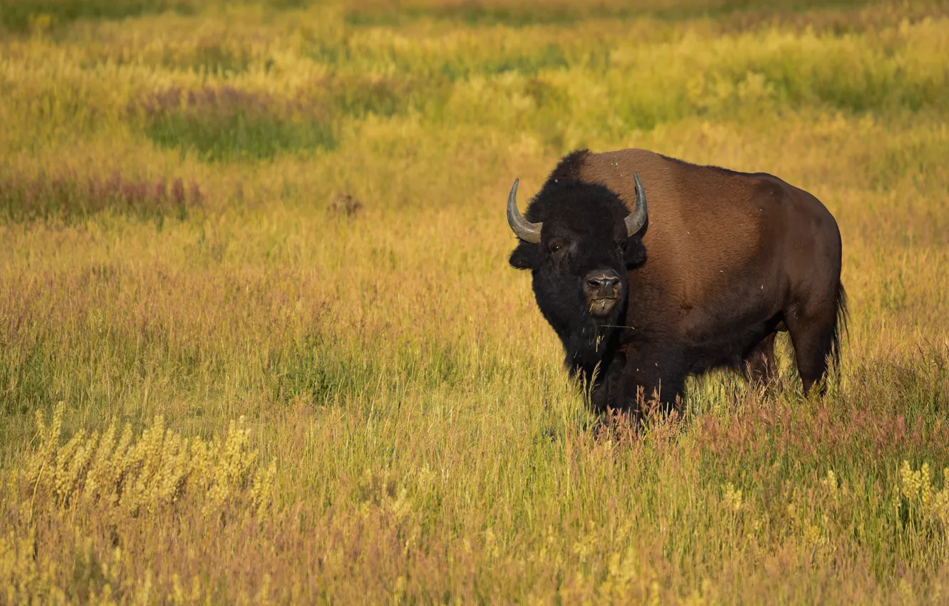 Photo wallpaper field, bull, Bison