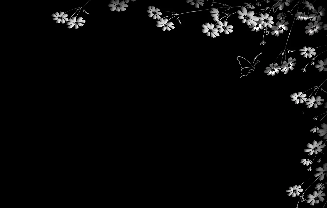 Photo wallpaper flowers, butterfly, black background