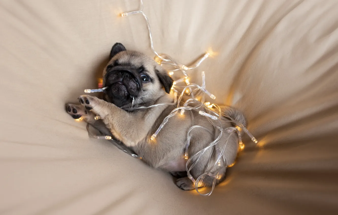 Photo wallpaper puppy, look, Christmas lights