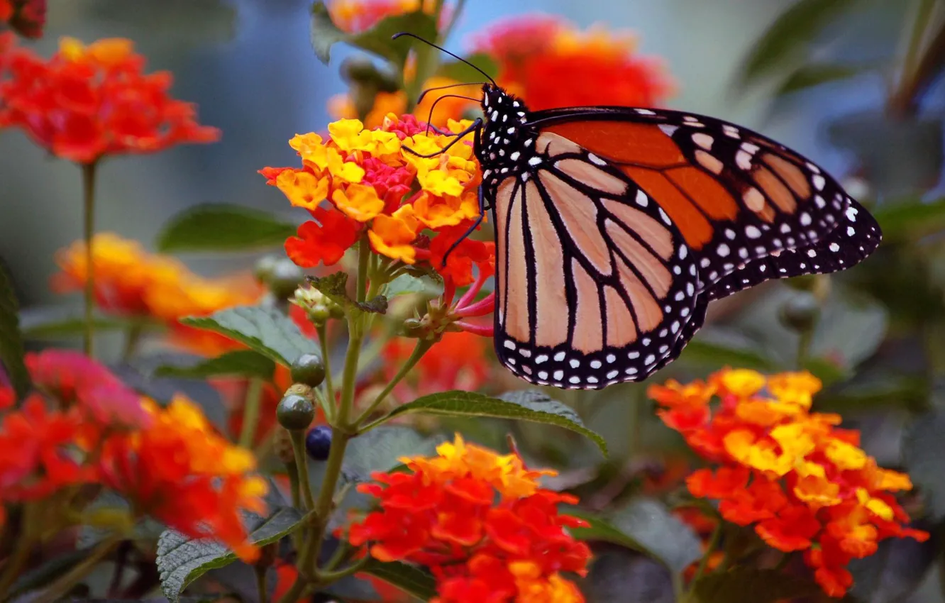 Photo wallpaper macro, flowers, butterfly, wings, monarch, inflorescence
