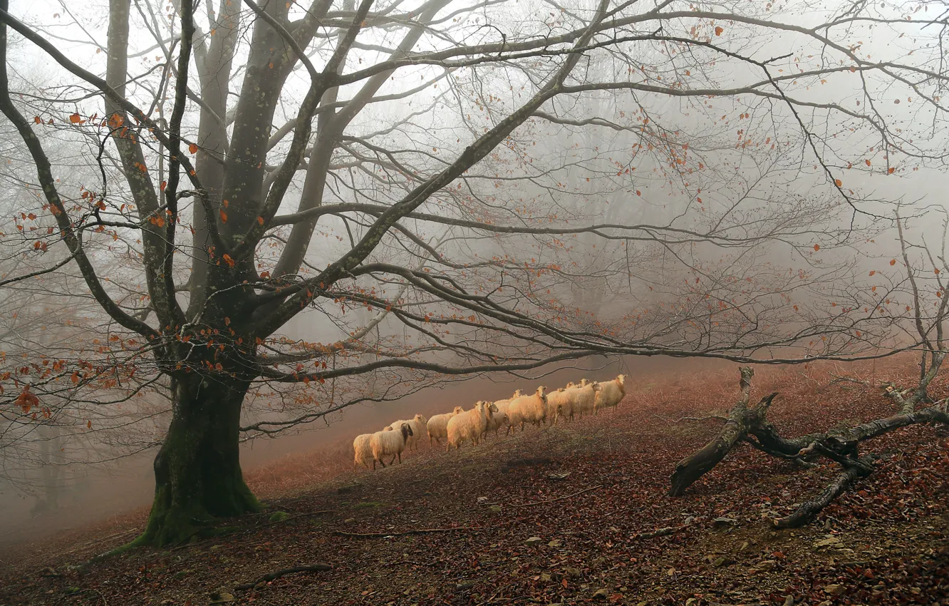 Photo wallpaper fog, tree, sheep