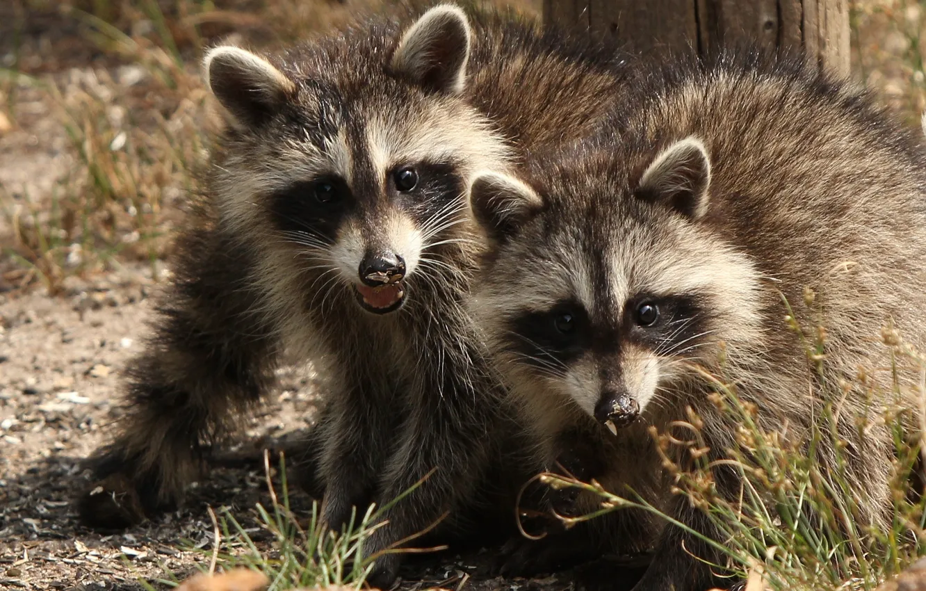 Photo wallpaper raccoon, a couple, twins