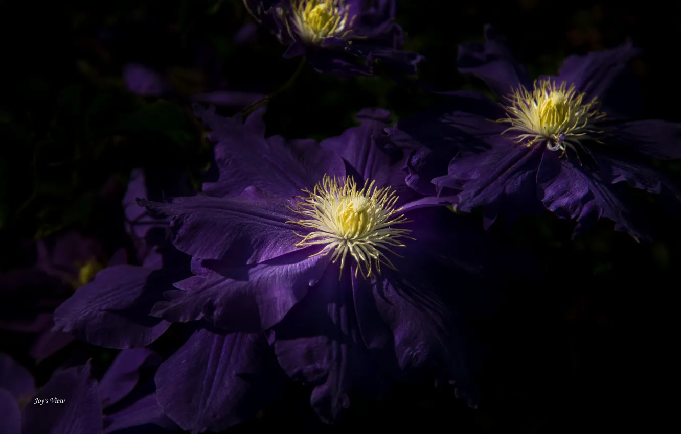 Photo wallpaper purple, clematis, clematis