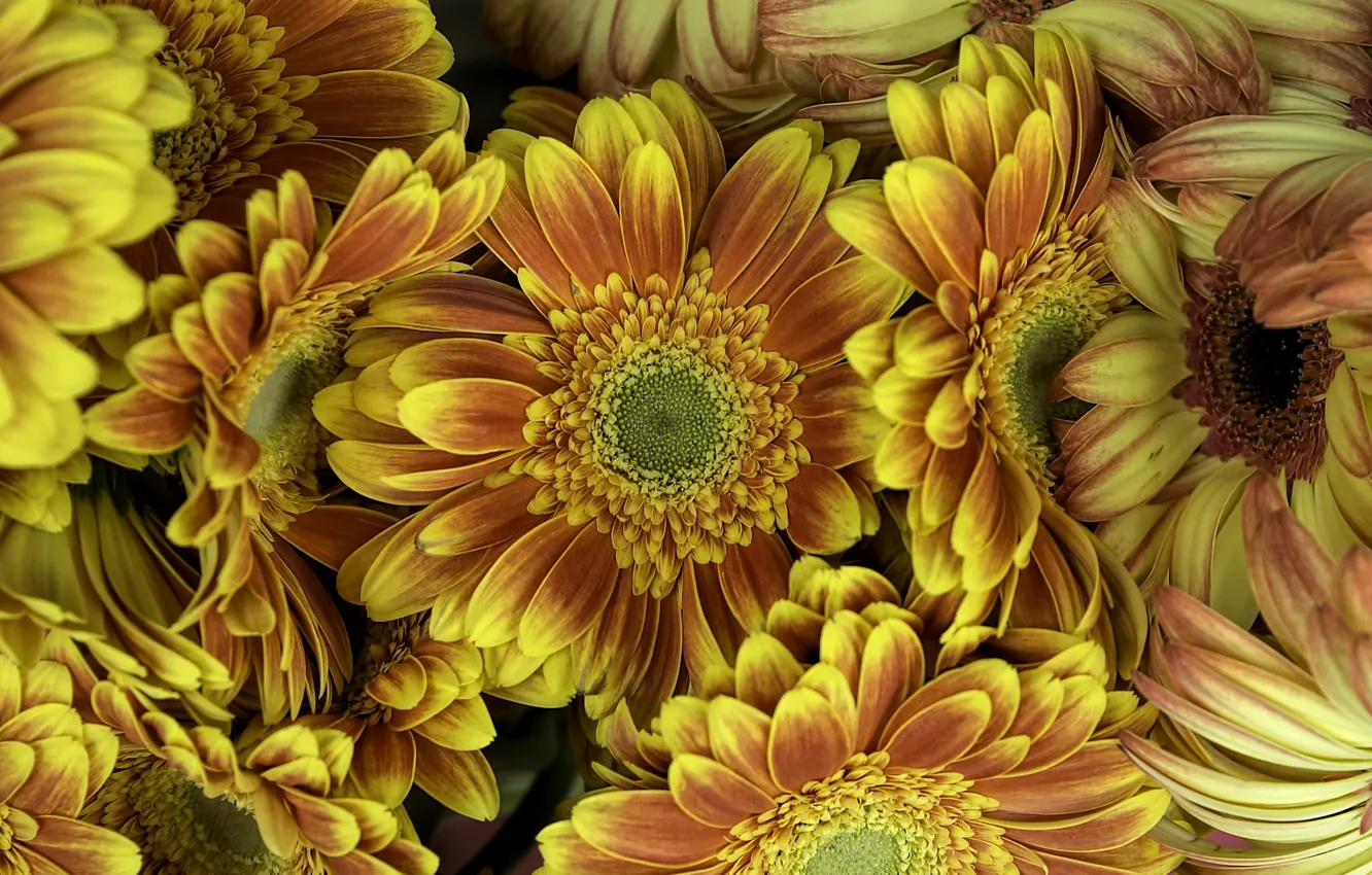 Photo wallpaper macro, petals, gerbera