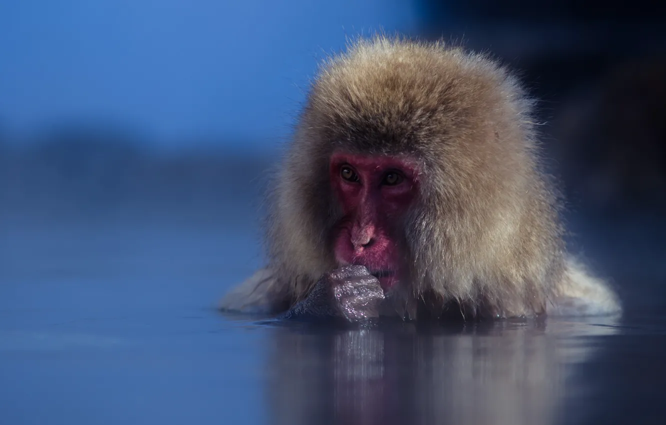 Photo wallpaper water, muzzle, monkey, Japanese macaques