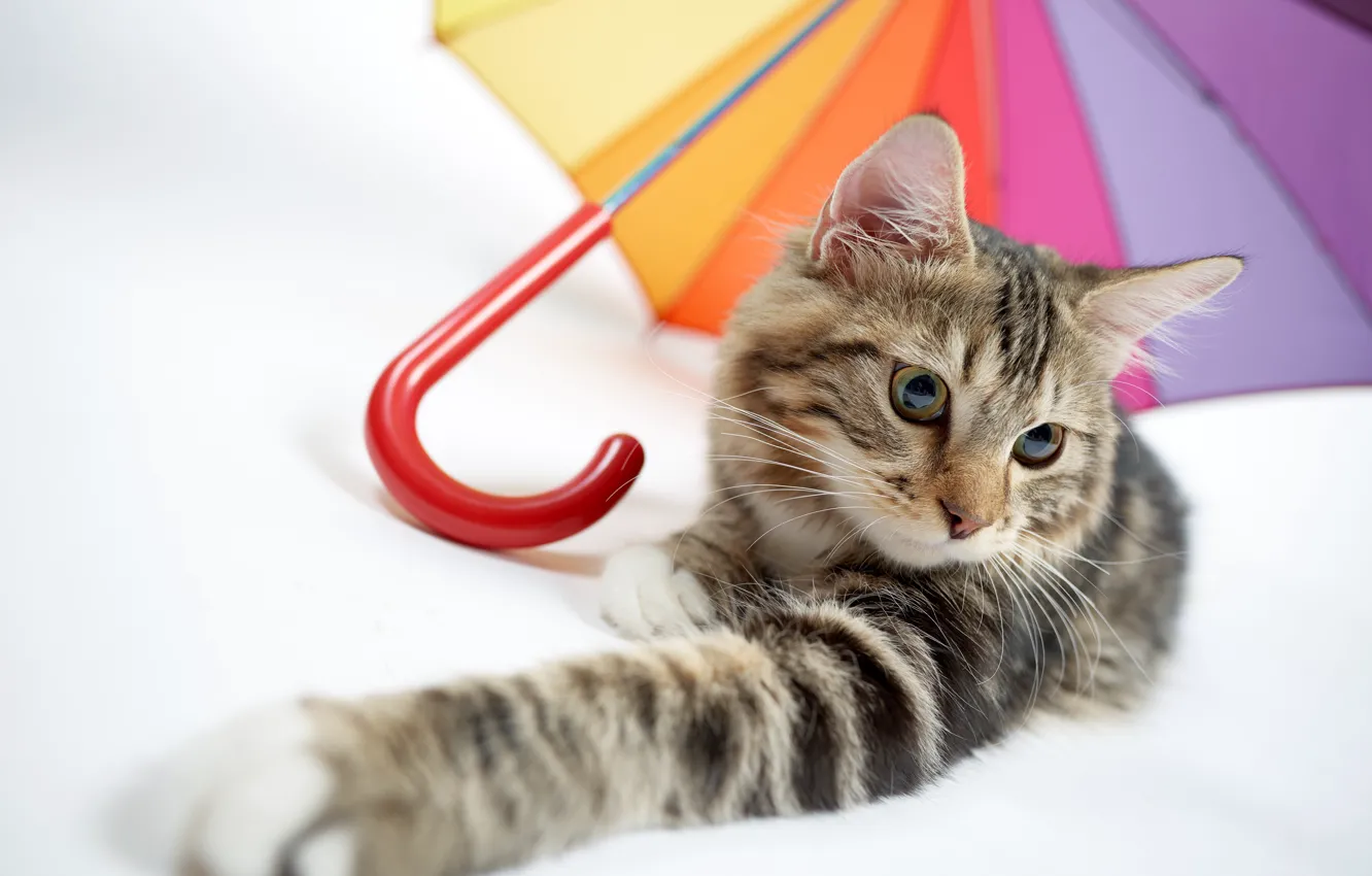 Photo wallpaper cat, cat, umbrella, foot